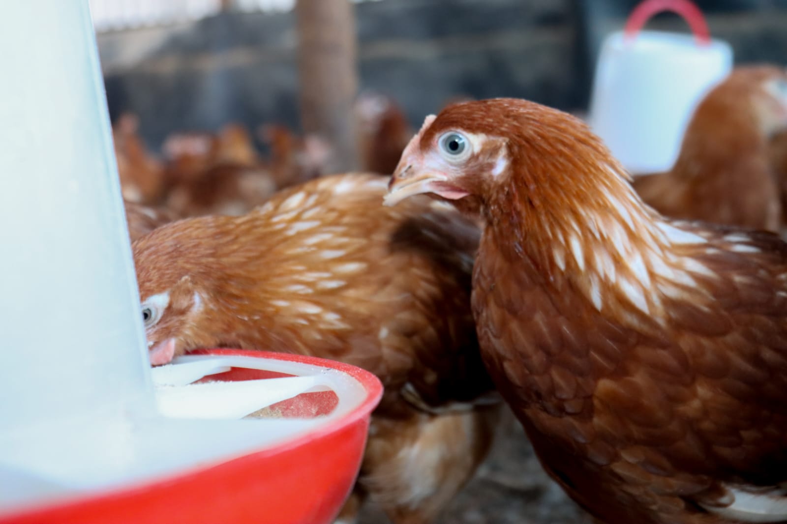 Fresh Poultry Raised with Care