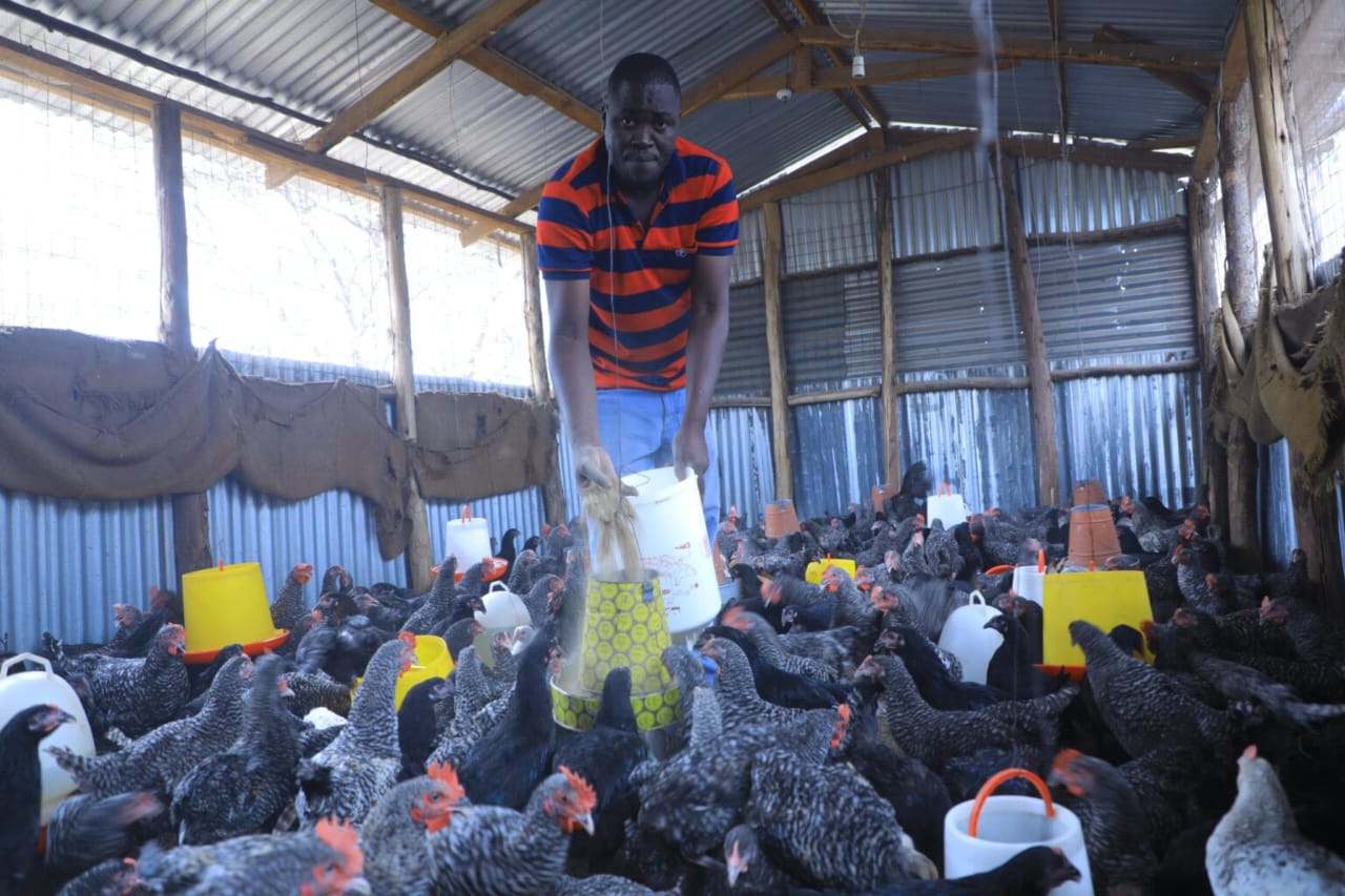 Layers, Broilers & Kienyeji
