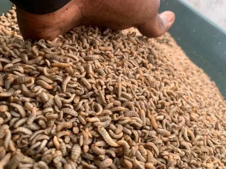 Sustainable Feed from Organic Waste